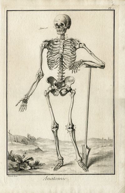 Anatomy - anatomical study of a skeleton by Benoit Louis Prevost